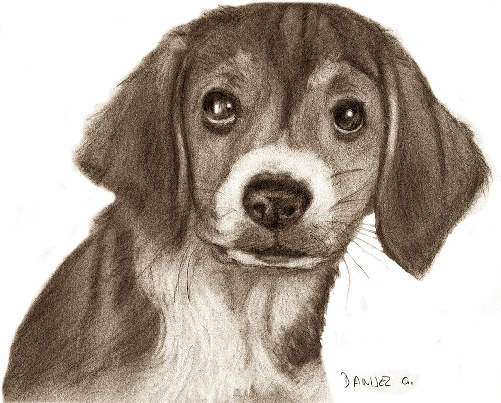 Another Dog Drawing by danijelg on Clipart library