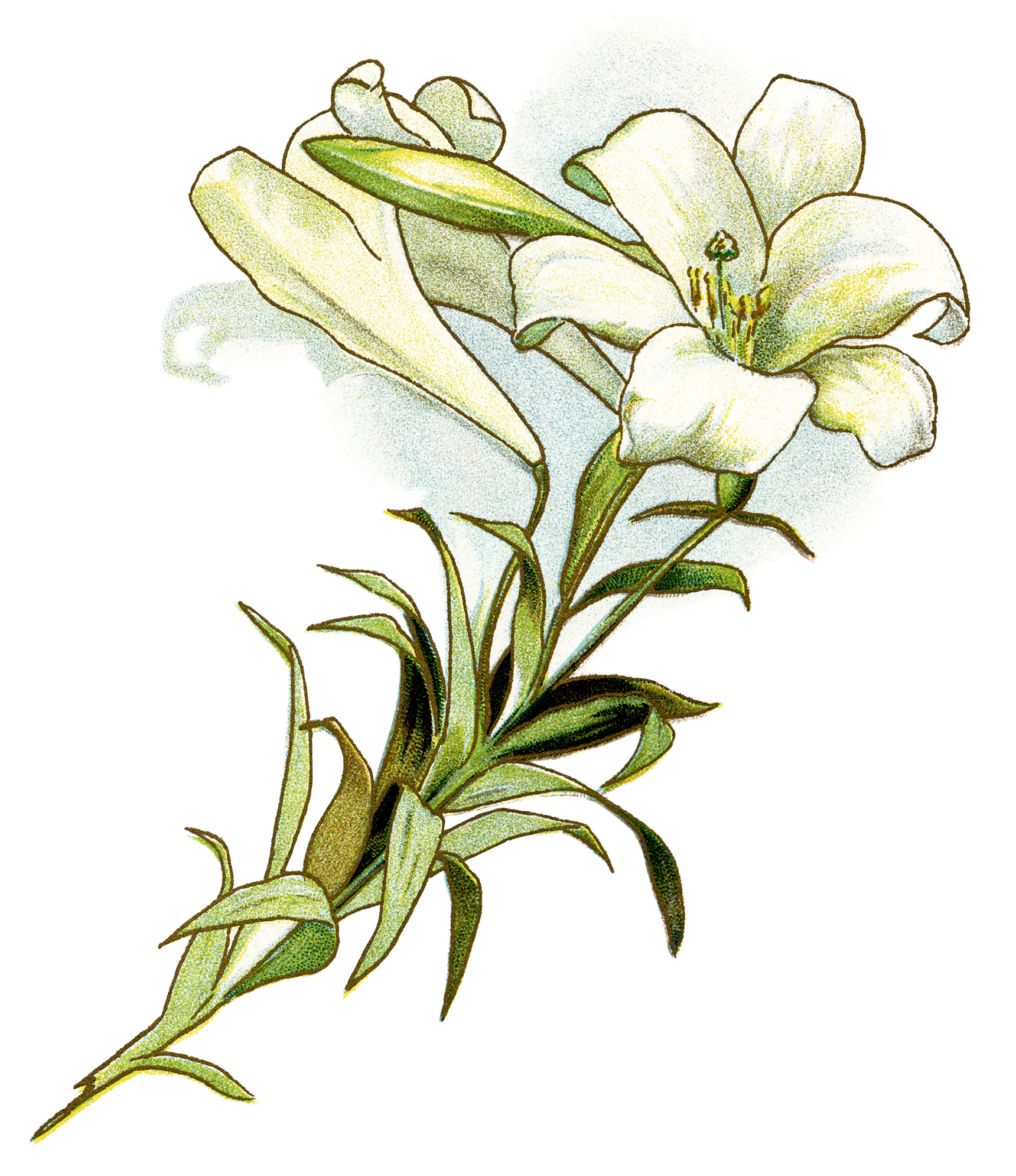 White Lily ~ Free Vintage Image | Old Design Shop Blog