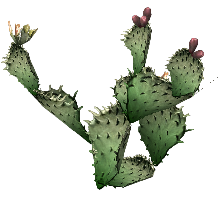 Prickly Pear Cactus Images  Pictures - Becuo