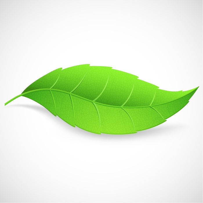 Green Leaf Vector Illustration | Free Vector Graphics | All Free 