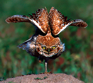 WildWatchcams: Owls | Washington Department of Fish  Wildlife