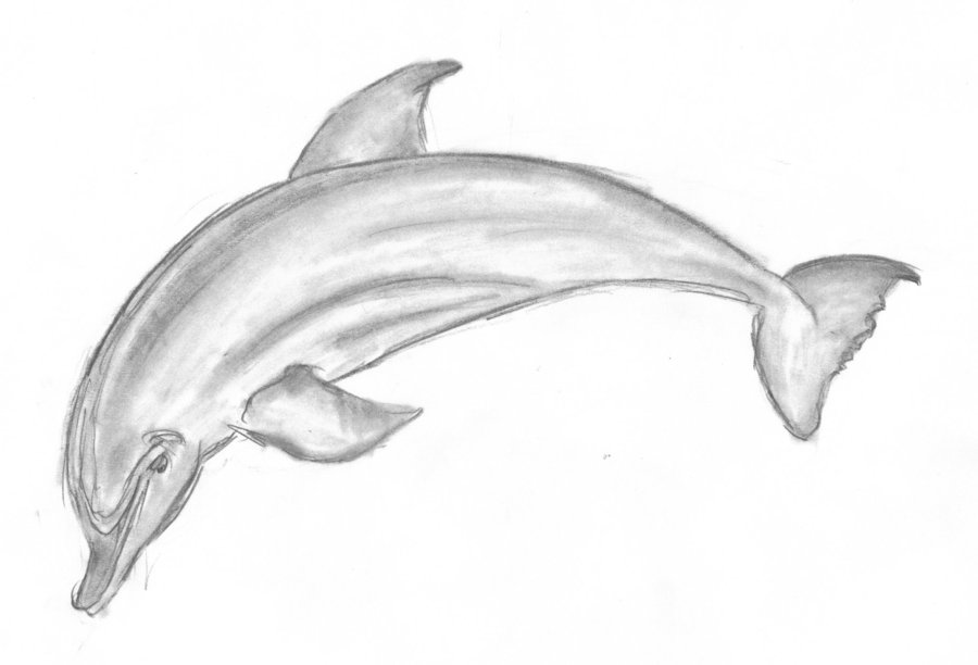 Dolphin Drawings Pencil - Gallery