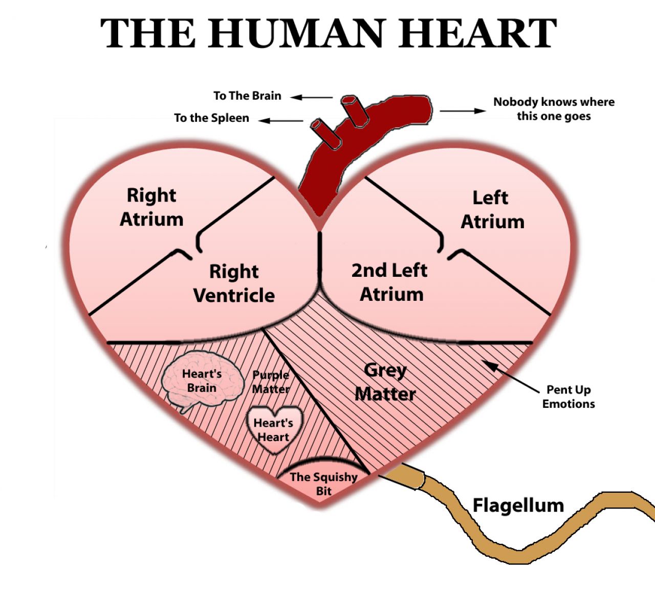 Free Human Heart Sketch Diagram, Download Free Clip Art ...