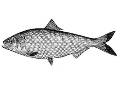 Backyard Matters: Hudson River Fish in Startling Decline | Scenic 