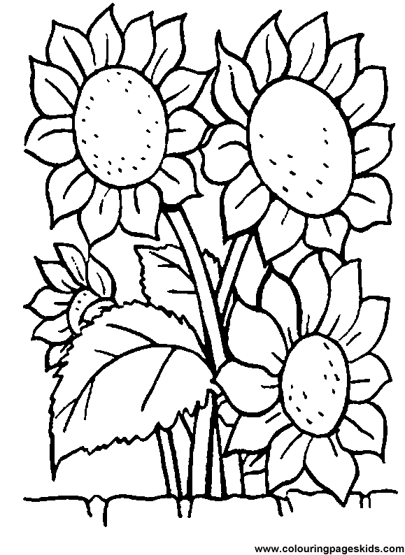 sunflower coloring page