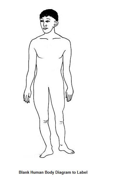 Free Blank Body, Download Free Clip Art, Free Clip Art on Clipart Library