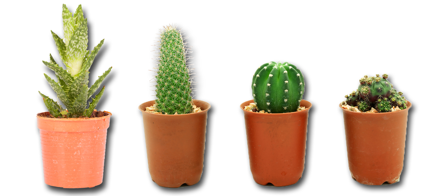 Cactus Focus | Growth Technology