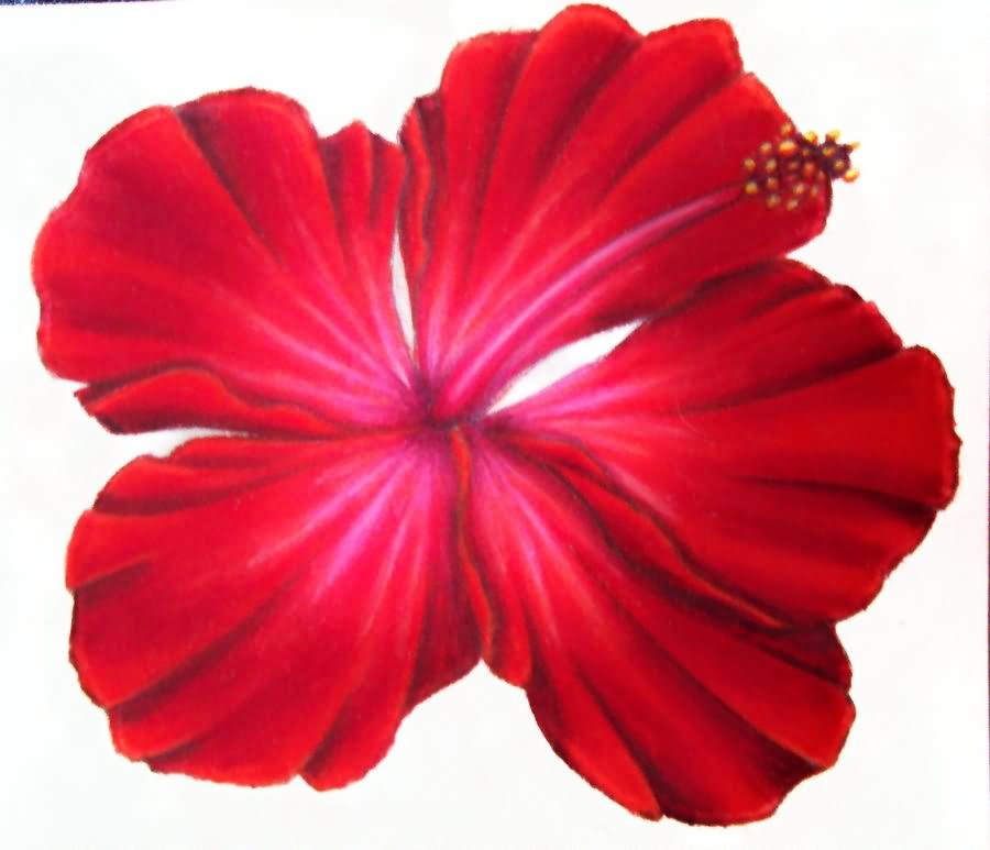 hibiscus-flower-tattoo-design
