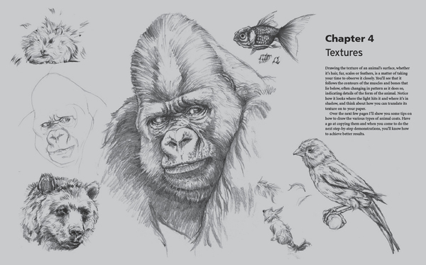 The Fundamental of Drawing Animals on Behance
