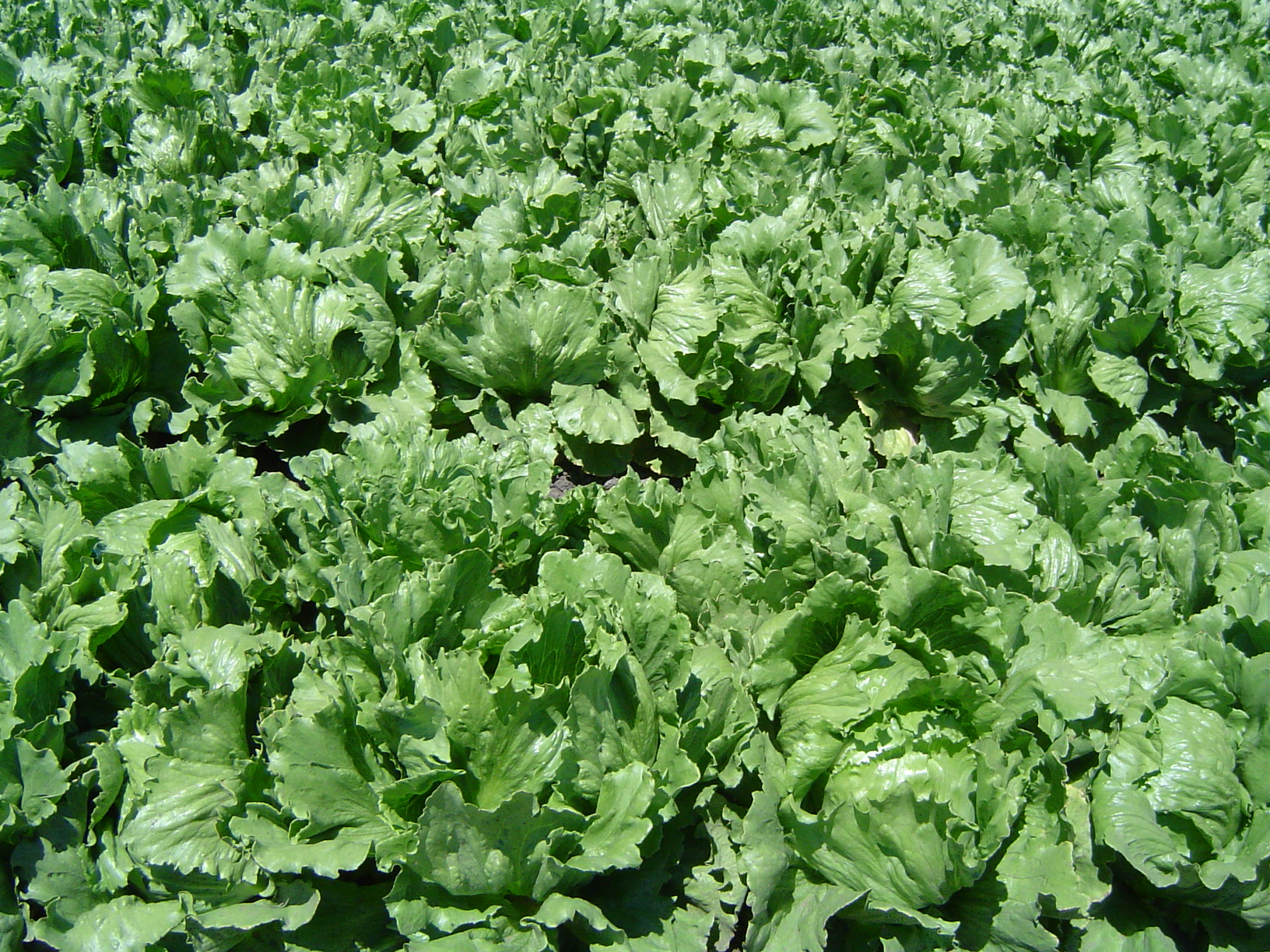 iceberg-lettuce-meaning-in-marathi-angel-vegetable