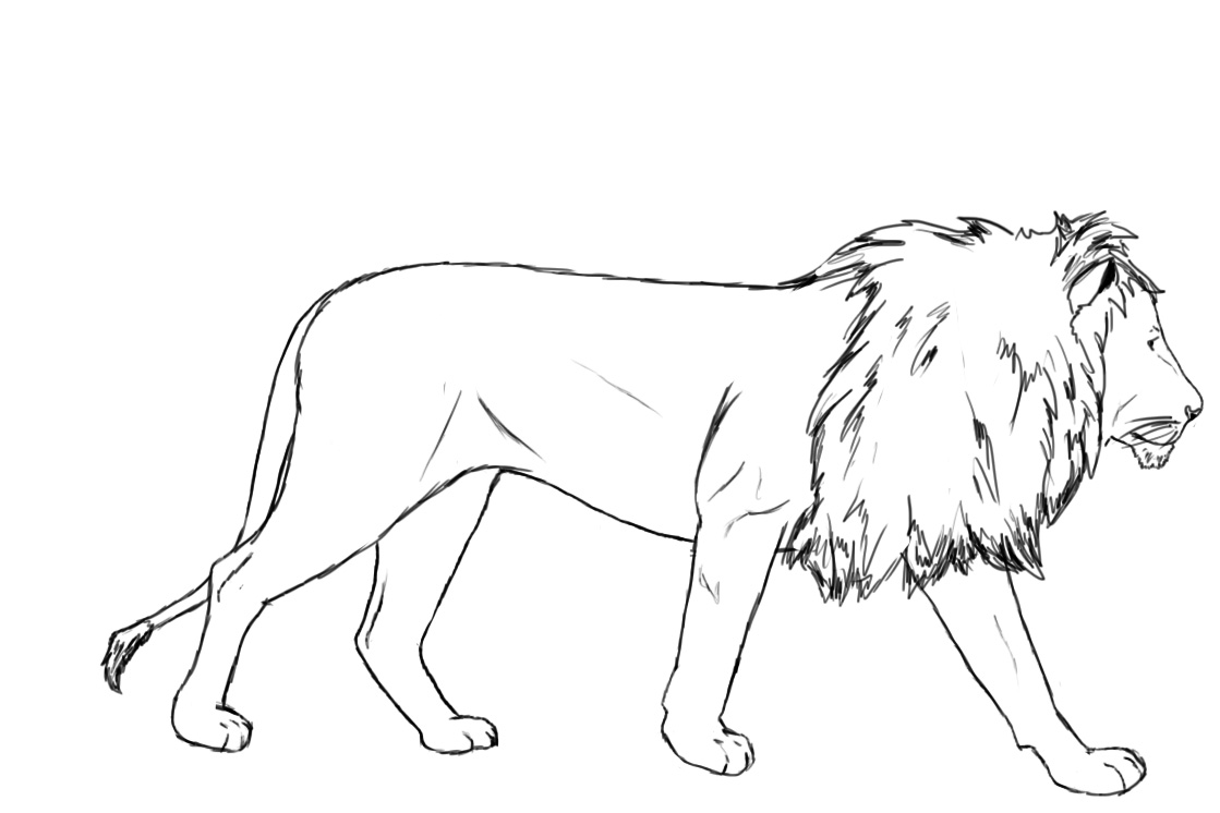 Free How To Draw A Lion Download Free Clip Art Free Clip