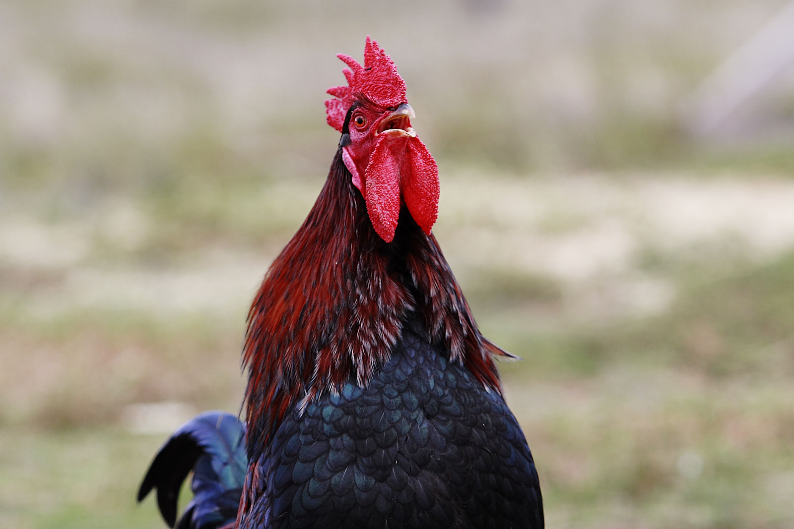File:Rooster crowing - Wikimedia Commons
