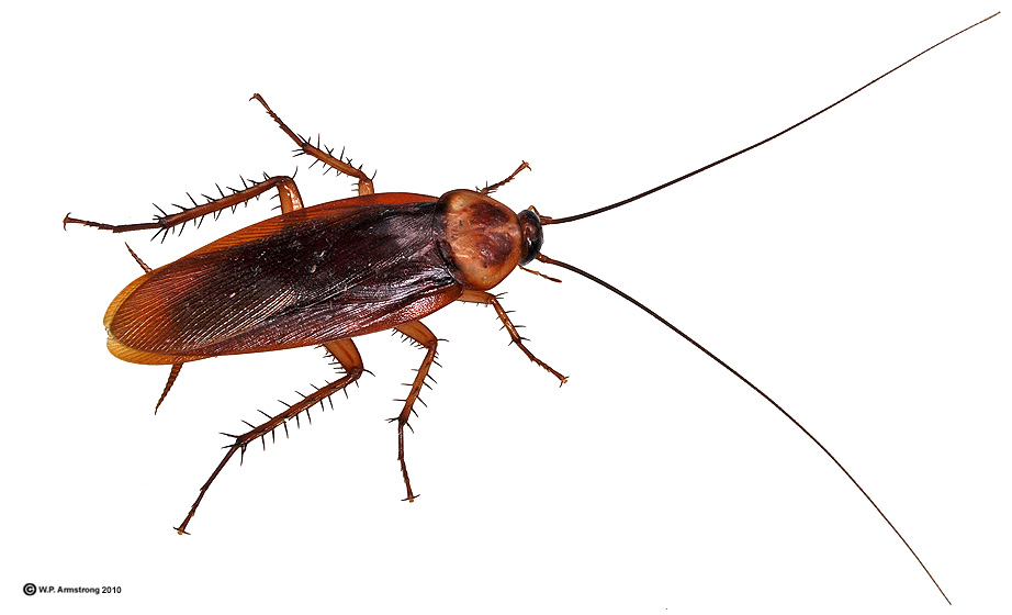 Featured image of post Printable Cockroach Silhouette 405 226 likes 1 641 talking about this