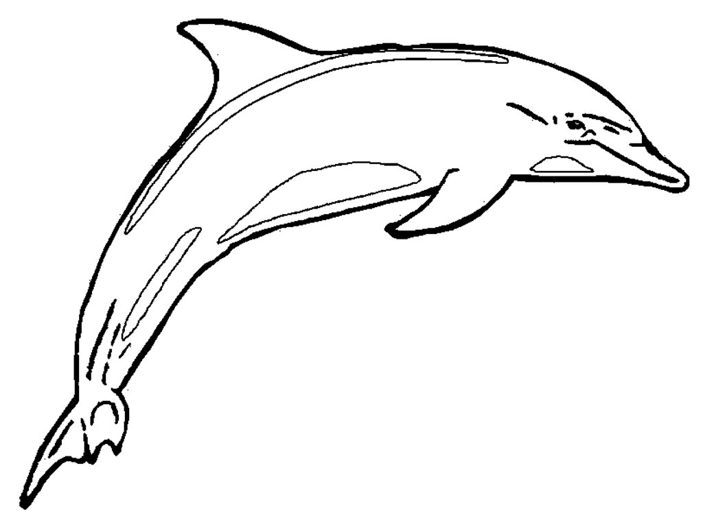 Dolphin Line Drawing - Clipart library