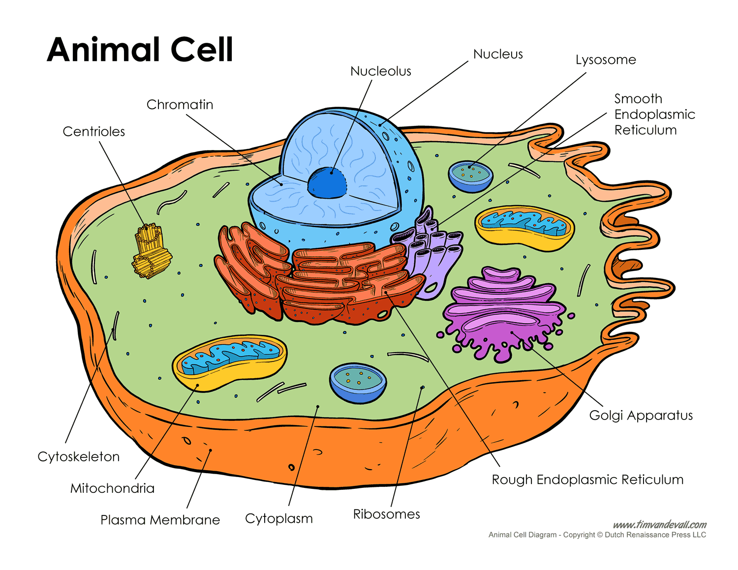 free-animal-cell-unlabeled-download-free-animal-cell-unlabeled-png