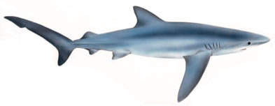 Free Sharks Clipart. Free Clipart Images, Graphics, Animated Gifs 