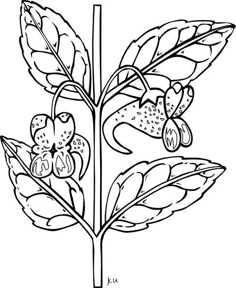 Pix For  Growing Plants Clipart Black And White