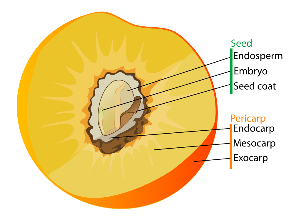 File:Drupe fruit diagram-en - Wikimedia Commons