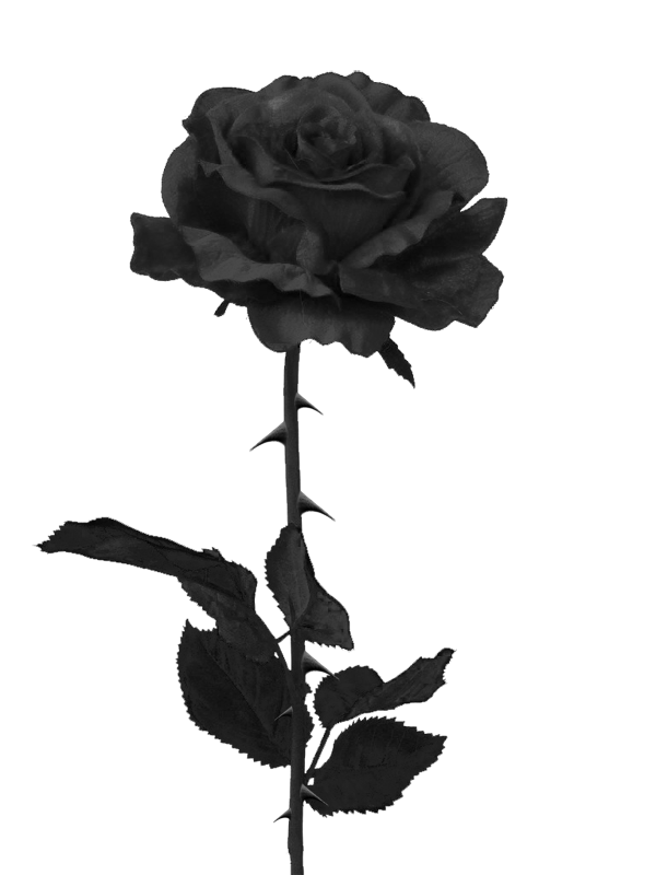Clipart library: More Like Black Rose PNG by PiXasso79-Stock