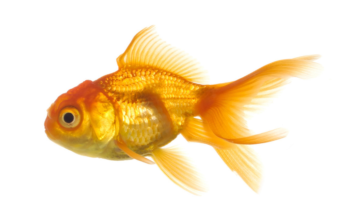 Goldfish material 3684 - Goldfish - Animal