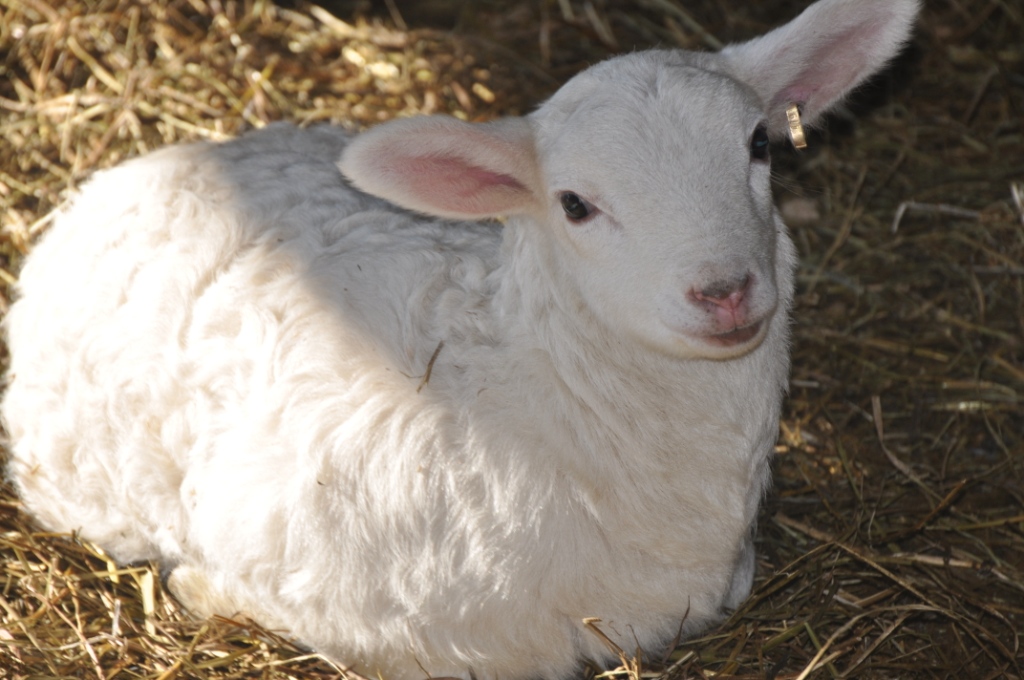 Triplets, roosters, a cute lamb | Ewe Win