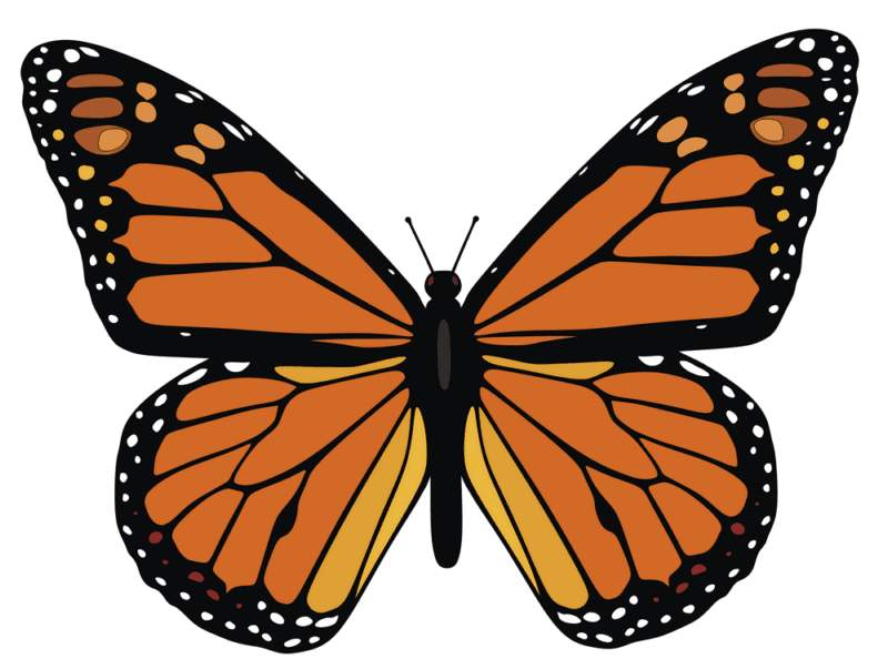 Free Monarch Butterfly Template Download Free Monarch Butterfly 