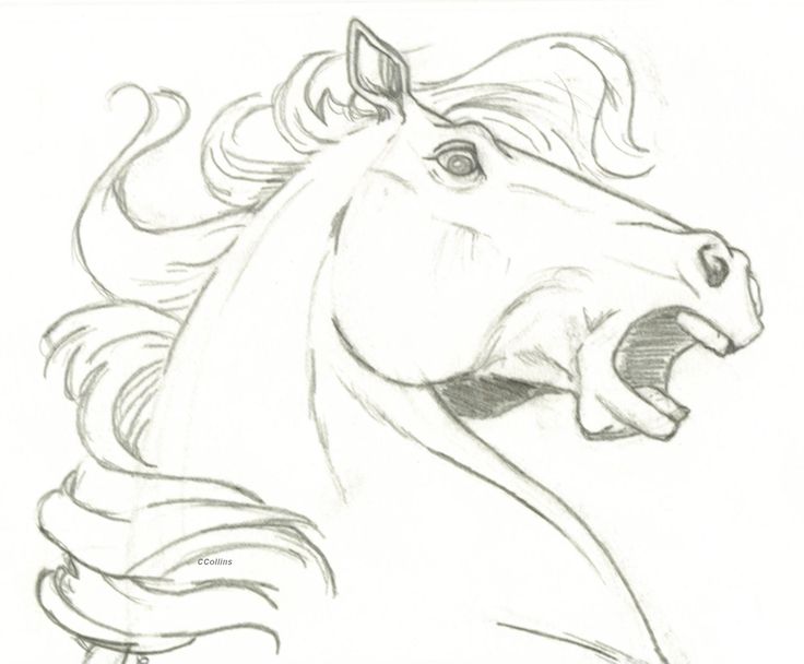 Featured image of post Horse Drawings Easy Head / Using # 2 pencil, draw three circles like so: