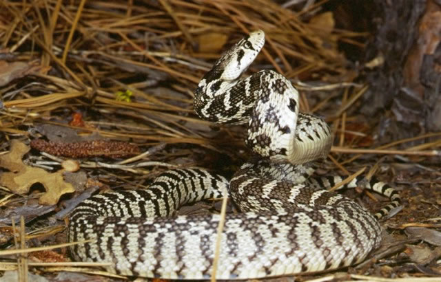 Snakes - Living with Wildlife | Washington Department of Fish 