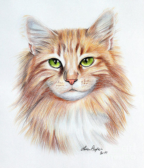 Cat Drawing Easy With Color / Cat with bright highlights in the eyes.