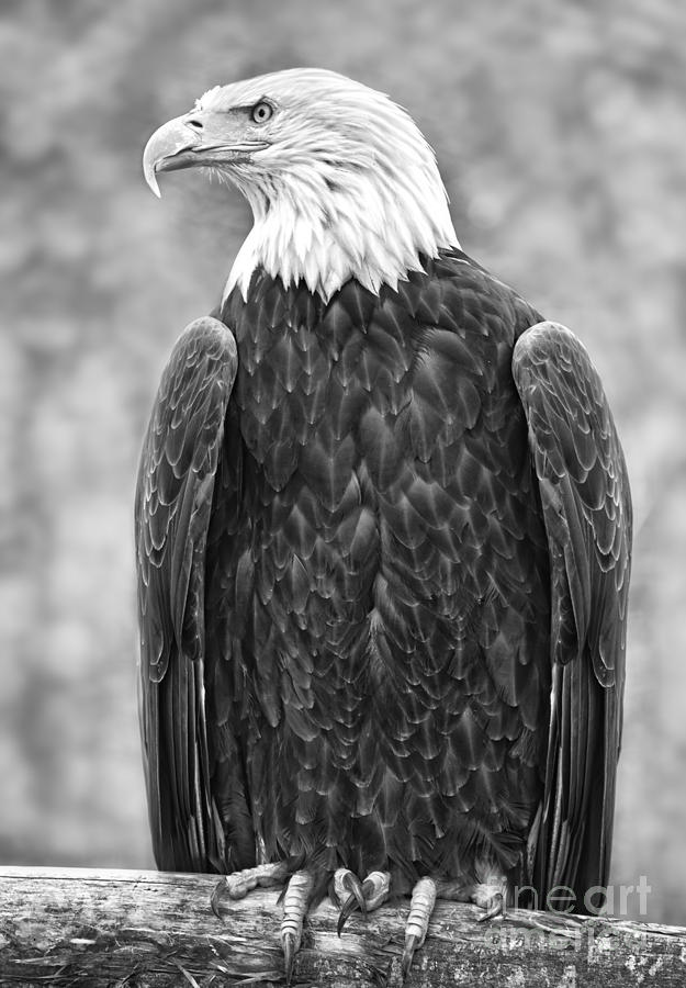 Bald Eagle Black And White by Naman Imagery