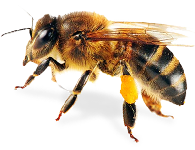 Foul Brood Quiz | NY Bee Wellness Workshops