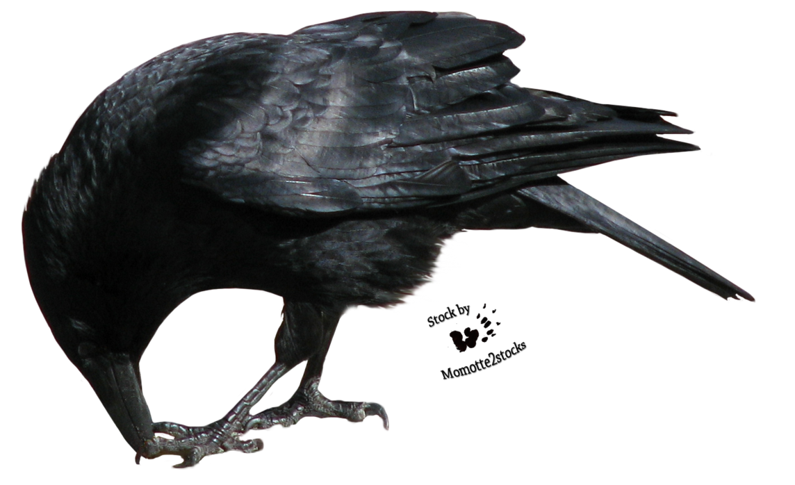 Crow Png - 1000 pics
