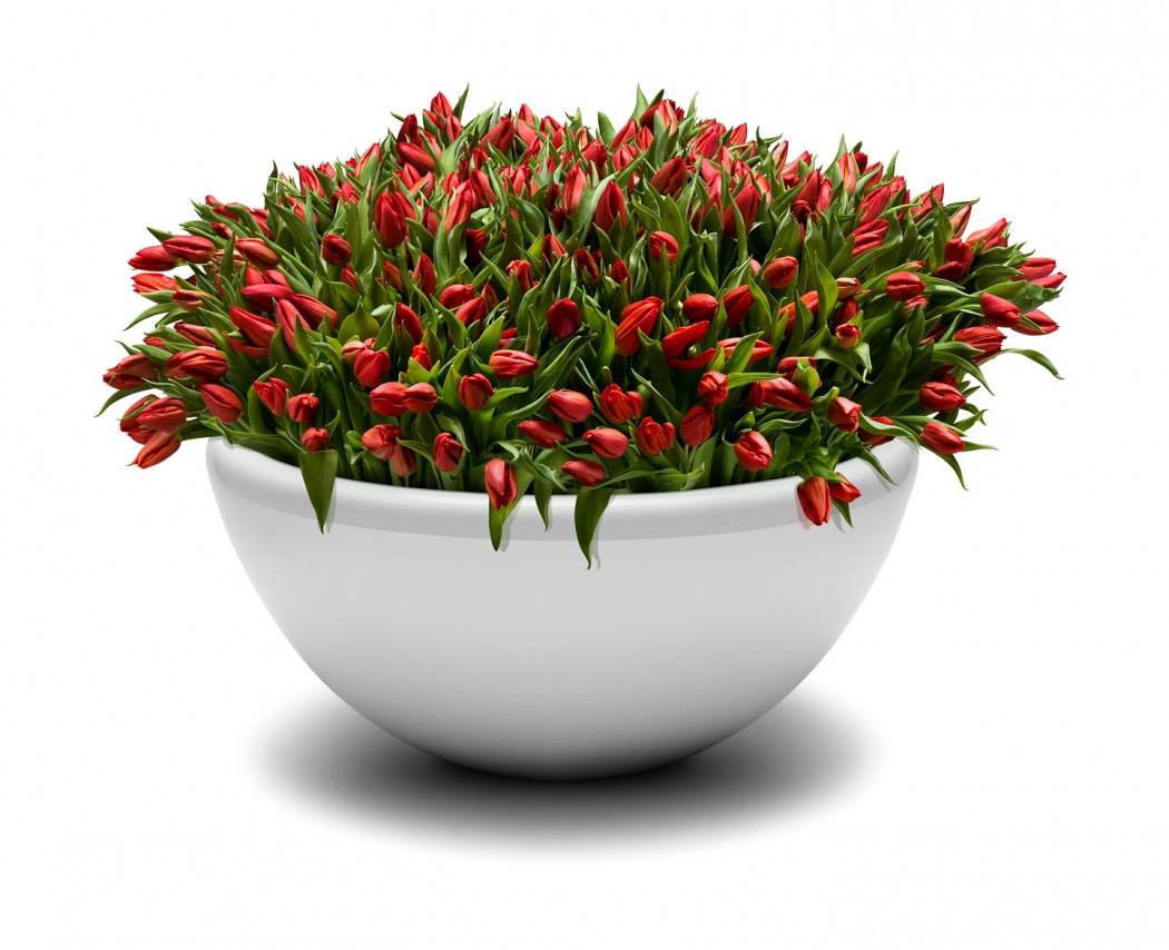 Free Potted Flowers Png, Download Free Potted Flowers Png png images