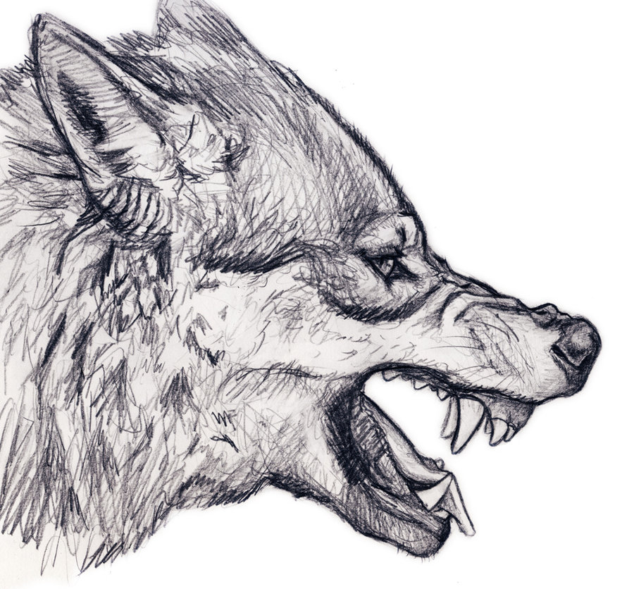 Free Wolves Drawings, Download Free Clip Art, Free Clip Art on Clipart