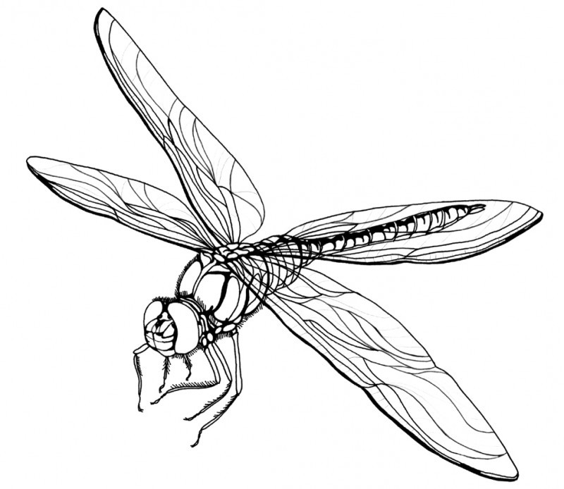 Dragonfly Fierce Coloring Pages - Kids Colouring Pages