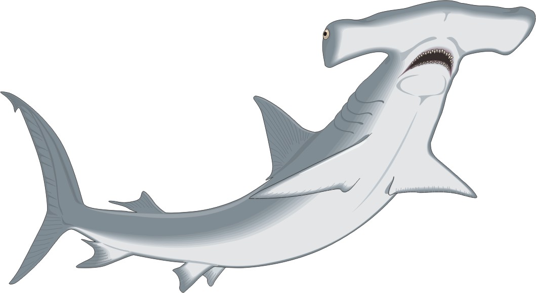 Hammerhead Shark Clip Art