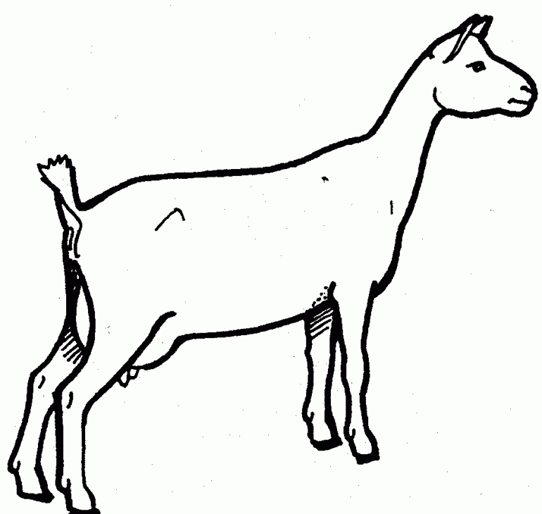 Dairy Goat Coloring Pages | Online Coloring Pages