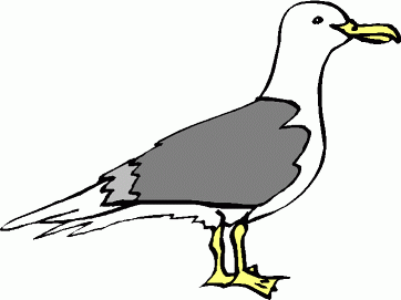 Clipart Seagull - Clipart library