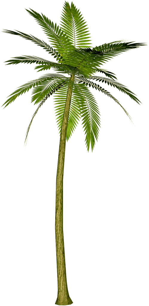 Palm Tree PNG Clipart Picture