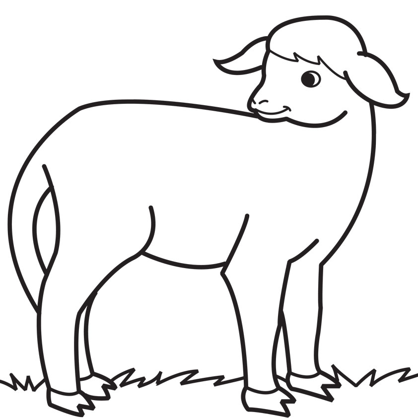 Baby Lamb Drawing Images  Pictures - Becuo