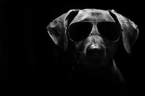 black dog with sunglasses - Clip Art Library