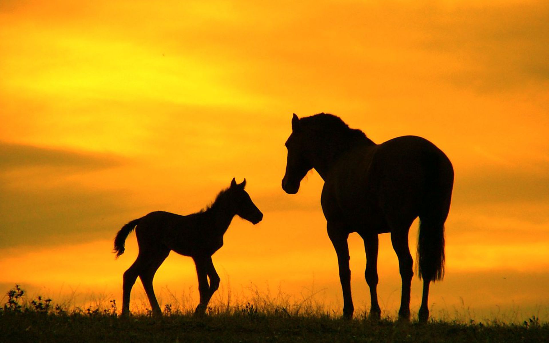 Running Horse Silhouette - HD Photos Gallery