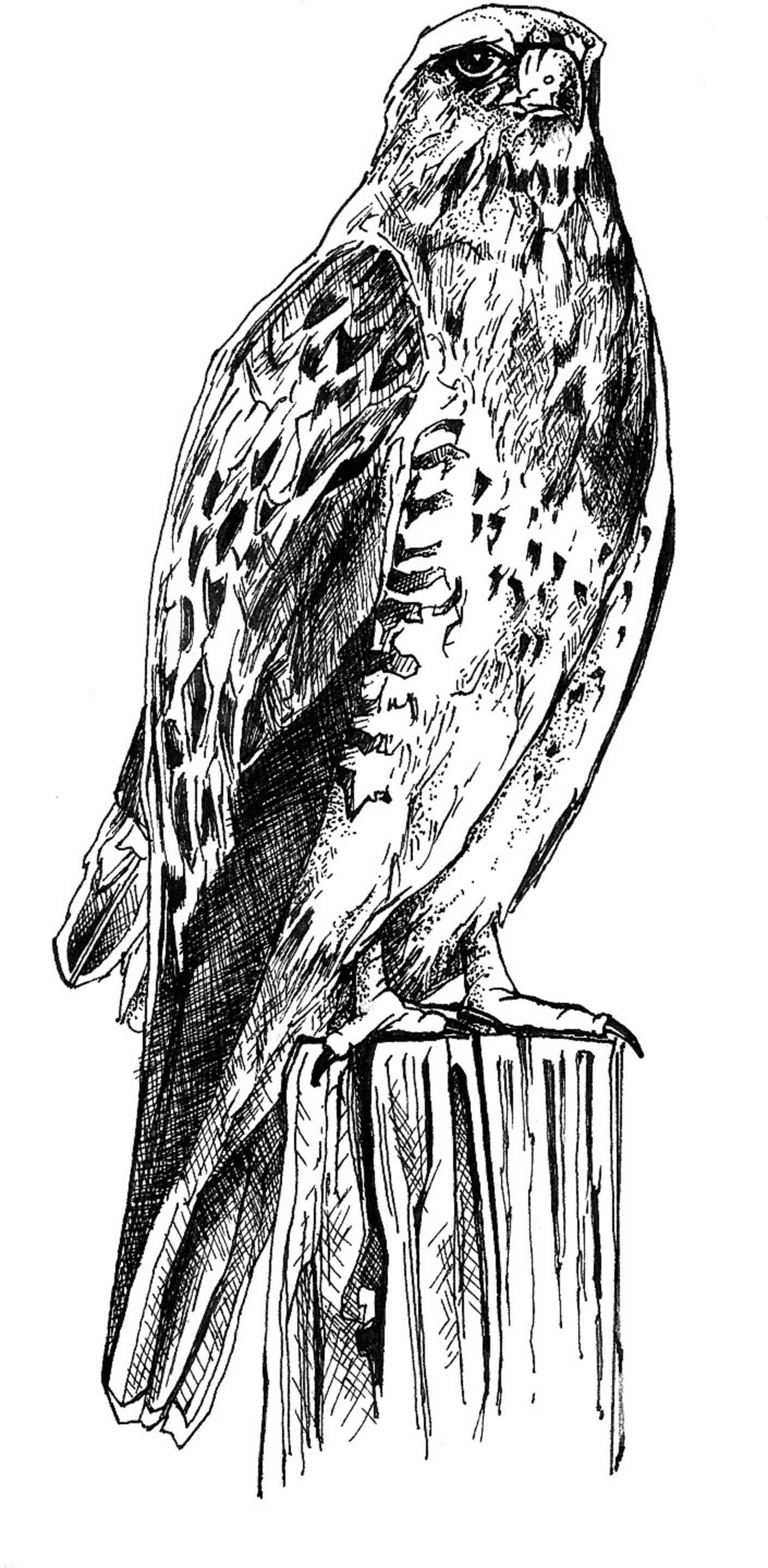 Free Black And White Drawings Of Birds, Download Free Black And White