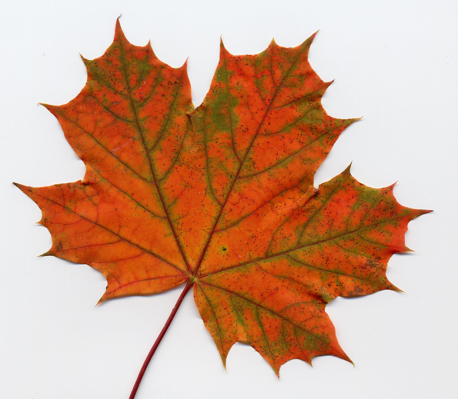 Free Maple Leaf Download Free Maple Leaf Png Images Free ClipArts On Free Maple Leaf Download Free Maple Leaf Png Images Free ClipArts On