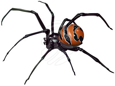 Black Widow Spider - clipart #