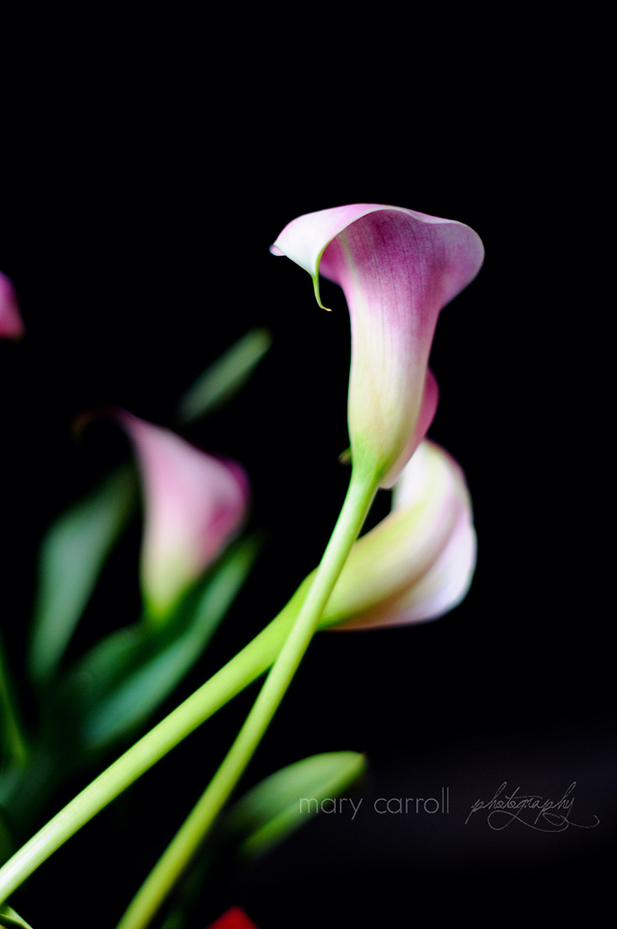Little Red House: The Calla Lilies Are in Bloom
