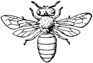 Free Bee Line Art, Download Free Bee Line Art png images, Free ClipArts