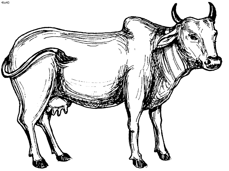 Cow Drawing Outline - Gallery
