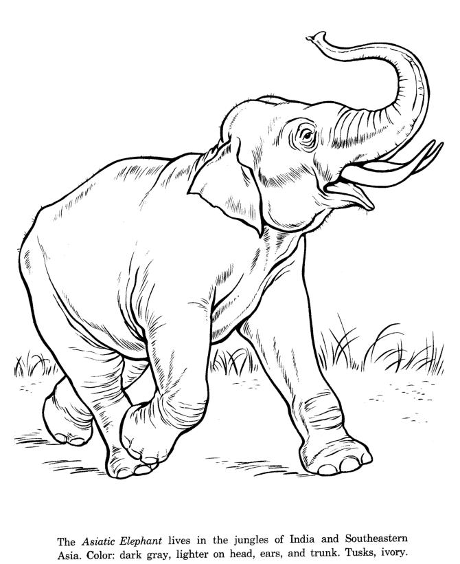 Animal Drawings Coloring Pages | Asian Elephant animal 