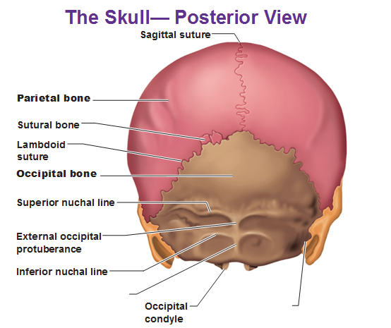 posterior-view-of-the-skull- 